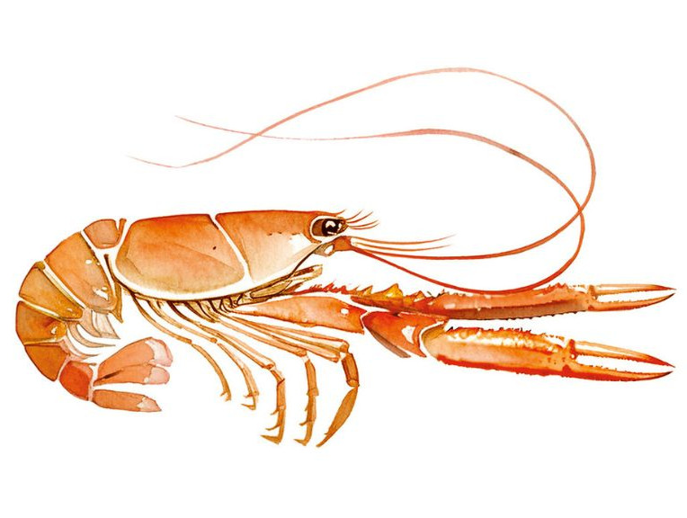 La langoustine, la « demoiselle » du Golfe de Gascogne